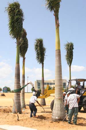 landscaping in clermont florida with palms