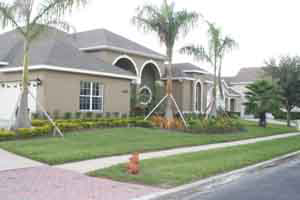 Disney villa with landscape including royal palm trees, bromeliads and a tibouchina tree with purple flowers