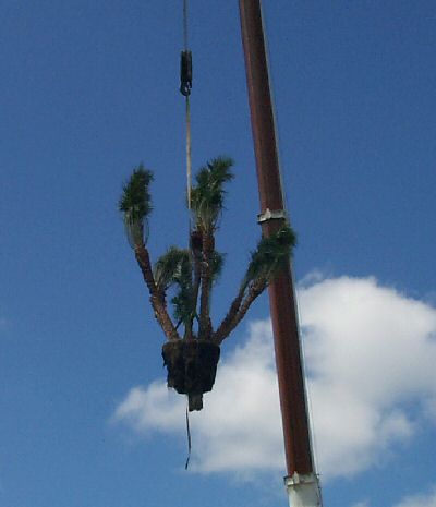 Palm Being Flown over a House by Crane